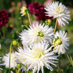 Flowerbulbs amsterdam 12 dahlia playa blanca knollen voor 2 m², cactusvormige bloemen (8720938490569)