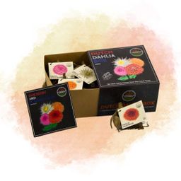 Flowerbulbs amsterdam Luxe Box Medium, set van 4 Dutch dahlia's, 2 boxen voor ruim 1 m² (8720938490545)