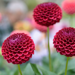 Flowerbulbs amsterdam 24 dahlia natal knollen voor 4 m², prachtige kogelronde bloemen (8720938490637)