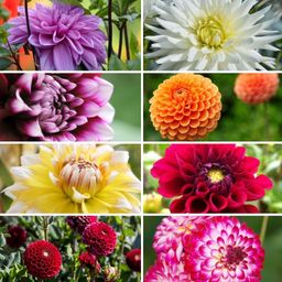 Flowerbulbs amsterdam Super Mix - pakket van 8 verschillende dahlia's, 1,5 m² dahlia plezier (8720938490576)