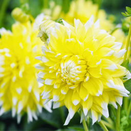 Flowerbulbs amsterdam Super Mix - pakket van 8 verschillende dahlia's, 1,5 m² dahlia plezier (8720938490576)