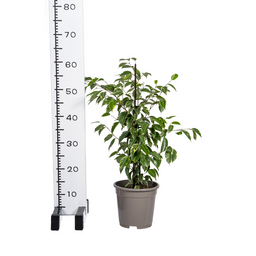 Ficus Benjamina Golden King Ø17cm - ↕60 (4250308317331)