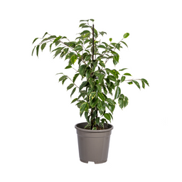 Ficus Benjamina Golden King Ø17cm - ↕60 (4250308317331)