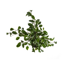 Ficus Benjamina Golden King Ø17cm - ↕60 (4250308317331)