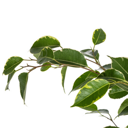 Ficus Benjamina Golden King Ø17cm - ↕60 (4250308317331)
