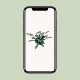 Ctenanthe Oppenheimiana (23005)