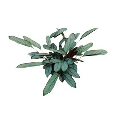 Ctenanthe Oppenheimiana (23005)