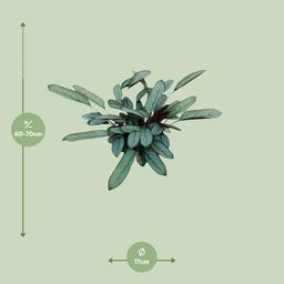 Ctenanthe Oppenheimiana (23005)