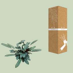 Ctenanthe Oppenheimiana (23005)