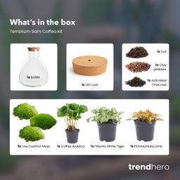 DIY terrarium - Sam Coffea met lamp - Bottle Garden - Normal (8720726958301)