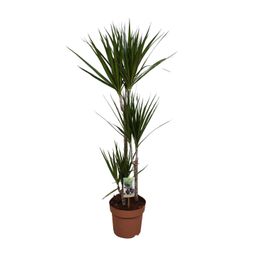 Dracaena Marginata (9683)