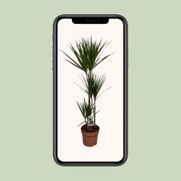 Dracaena Marginata (9683)