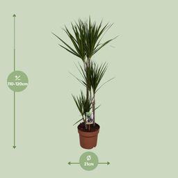 Dracaena Marginata (9683)