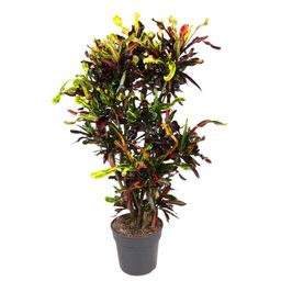 Codiaeum Mammi vertakt - 120 cm - ø31 (8721055692164)