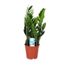 Zamioculcas Zamiifolia (15887)