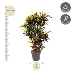 Codiaeum Mammi vertakt - 120 cm - ø31 (8721055692164)