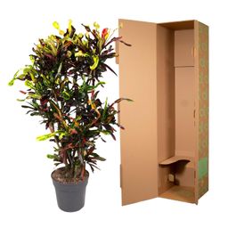 Codiaeum Mammi vertakt - 120 cm - ø31 (8721055692164)