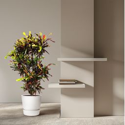 Codiaeum Mammi vertakt - 120 cm - ø31 (8721055692164)