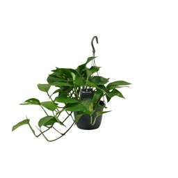 Scindapsus (Epipremnum) (12466)