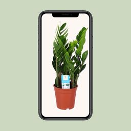 Zamioculcas Zamiifolia (15887)