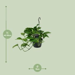 Scindapsus (Epipremnum) (12466)