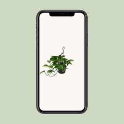 Scindapsus (Epipremnum) (12466)