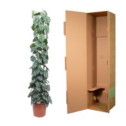 Scindapsus Pictus Trebie gaasrek - 160 cm - ø27 (8721055691631)