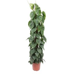 Philodendron Scandens mosstok - 150 cm - ø27 (8721055691259)