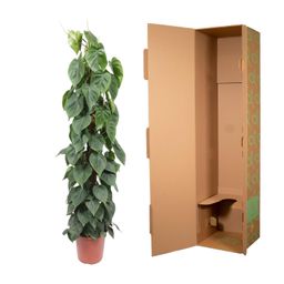 Philodendron Scandens mosstok - 150 cm - ø27 (8721055691259)