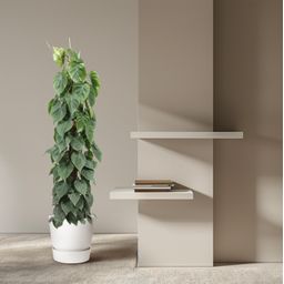 Philodendron Scandens mosstok - 150 cm - ø27 (8721055691259)