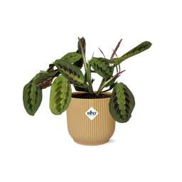 Maranta Leuconeura ‘Fascinator’ Tricolor in ELHO Vibes Fold 14cm geel (21684)