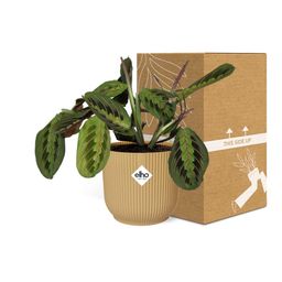 Maranta Leuconeura ‘Fascinator’ Tricolor in ELHO Vibes Fold 14cm geel (21684)