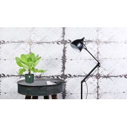 Brighamia Insignis 'Hawaii Palm' P12 (30040)