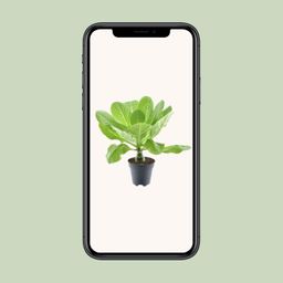 Brighamia Insignis 'Hawaii Palm' P12 (30040)