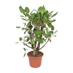 Ficus Benghalensis vertakt - 140 cm - ø40 (8721055690641)