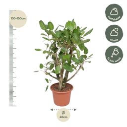 Ficus Benghalensis vertakt - 140 cm - ø40 (8721055690641)
