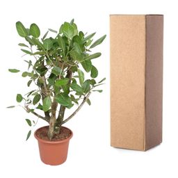 Ficus Benghalensis vertakt - 140 cm - ø40 (8721055690641)
