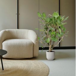 Ficus Benghalensis vertakt - 140 cm - ø40 (8721055690641)