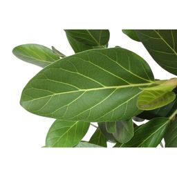 Ficus Benghalensis vertakt - 140 cm - ø40 (8721055690641)