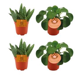 2x Aloe Paradisicum + 2x Pilea Peperomoides - 4 stuks - Ø10.5cm (22726)