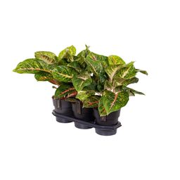 Aglaonema Spring Red (16652)