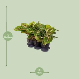 Aglaonema Spring Red (16652)