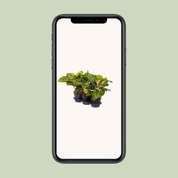 Aglaonema Spring Red (16652)
