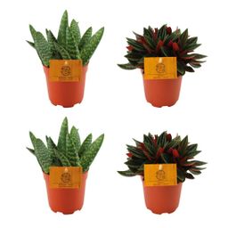 2x Aloe Paradisicum + 2x Peperomia Rosso - 4 stuks - Ø10.5cm (22723)