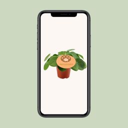Pilea Peperomioides - Ø12 ↕20 (12898)