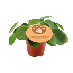 Pilea Peperomioides - Ø12 ↕20 (12898)