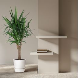 Yucca Elephantipe vertakt - 150 cm - ø31 (8721055692973)