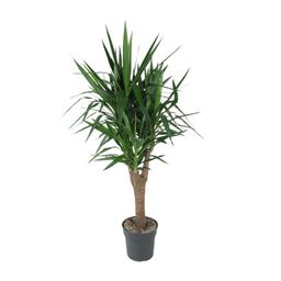 Yucca Elephantipe vertakt - 150 cm - ø31 (8721055692973)