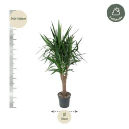 Yucca Elephantipe vertakt - 150 cm - ø31 (8721055692973)