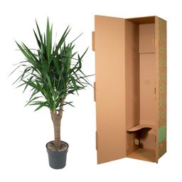Yucca Elephantipe vertakt - 150 cm - ø31 (8721055692973)
